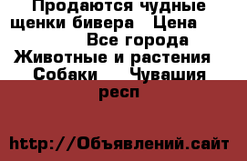 Продаются чудные щенки бивера › Цена ­ 25 000 - Все города Животные и растения » Собаки   . Чувашия респ.